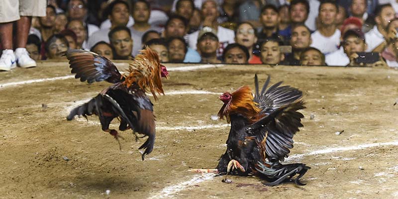 Đá Gà Thomo Là Gì? Xem Chọi Gà Ở Đâu Uy Tín Nhất Hiện Nay? - hình ảnh - yrdinzvsg.top Đá Gà Thomo Là Gì? Xem Chọi Gà Ở Đâu Uy Tín Nhất Hiện Nay? - hình ảnh - yrdinzvsg.top