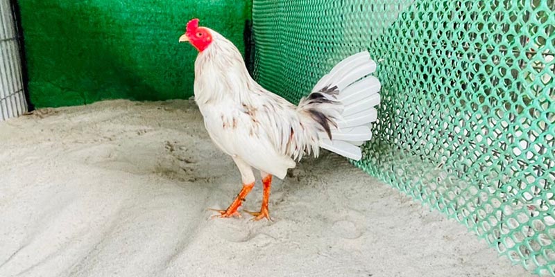 Gà Bướm Là Gì? Dòng Chiến Kê Này Có Mệnh Gì? - hình ảnh - yrdinzvsg.top Gà Bướm Là Gì? Dòng Chiến Kê Này Có Mệnh Gì? - hình ảnh - yrdinzvsg.top