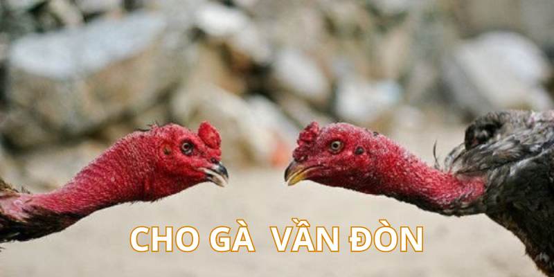 Cách Nuôi Gà Chọi Chuẩn Từ Cao Thủ – Cẩm Nang Mới Nhất - hình ảnh - yrdinzvsg.top Cách Nuôi Gà Chọi Chuẩn Từ Cao Thủ – Cẩm Nang Mới Nhất - hình ảnh - yrdinzvsg.top