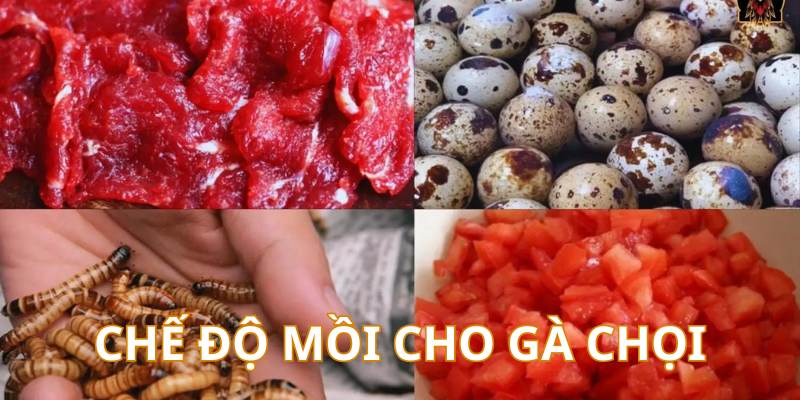 Cách Nuôi Gà Chọi Chuẩn Từ Cao Thủ – Cẩm Nang Mới Nhất - hình ảnh - yrdinzvsg.top Cách Nuôi Gà Chọi Chuẩn Từ Cao Thủ – Cẩm Nang Mới Nhất - hình ảnh - yrdinzvsg.top