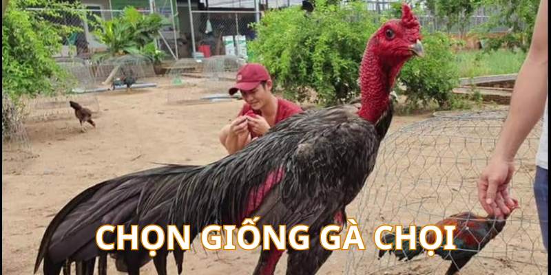 Đá Gà Hi88 - Hi88 - hình ảnh - yrdinzvsg.top Đá Gà Hi88 - Hi88 - hình ảnh - yrdinzvsg.top