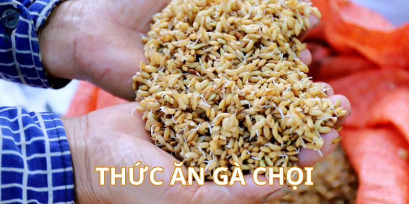 Cách Nuôi Gà Chọi Chuẩn Từ Cao Thủ – Cẩm Nang Mới Nhất - hình ảnh - yrdinzvsg.top Cách Nuôi Gà Chọi Chuẩn Từ Cao Thủ – Cẩm Nang Mới Nhất - hình ảnh - yrdinzvsg.top
