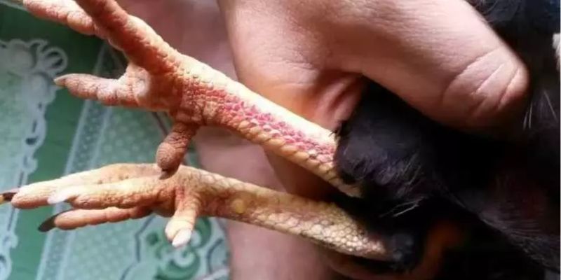 Vảy Gà Án Thiên Những Điều Cần Biết Dành Cho Kê Thủ - hình ảnh - yrdinzvsg.top Vảy Gà Án Thiên Những Điều Cần Biết Dành Cho Kê Thủ - hình ảnh - yrdinzvsg.top