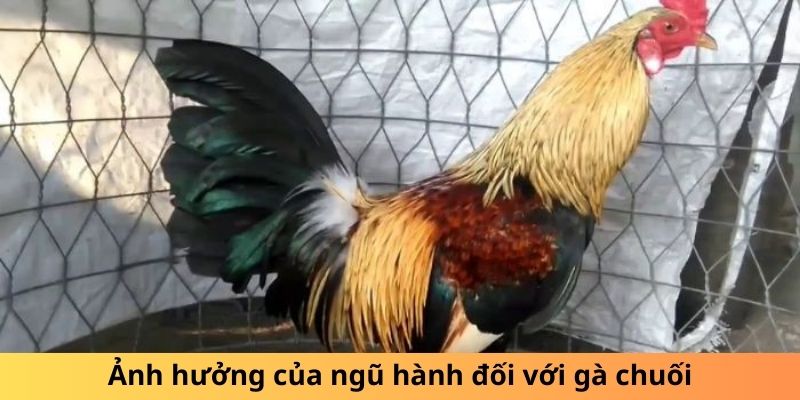 Gà Chuối Là Gì? Sự Thật Thú Vị Về Loài Gà Độc Đáo - hình ảnh - yrdinzvsg.top Gà Chuối Là Gì? Sự Thật Thú Vị Về Loài Gà Độc Đáo - hình ảnh - yrdinzvsg.top