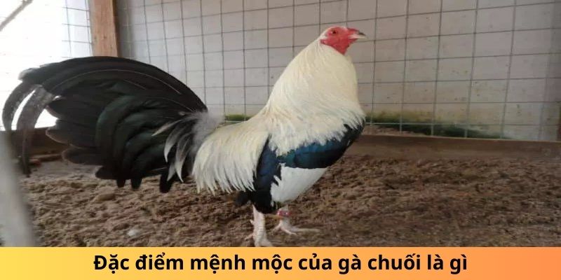Gà Chuối Là Gì? Sự Thật Thú Vị Về Loài Gà Độc Đáo - hình ảnh - yrdinzvsg.top Gà Chuối Là Gì? Sự Thật Thú Vị Về Loài Gà Độc Đáo - hình ảnh - yrdinzvsg.top