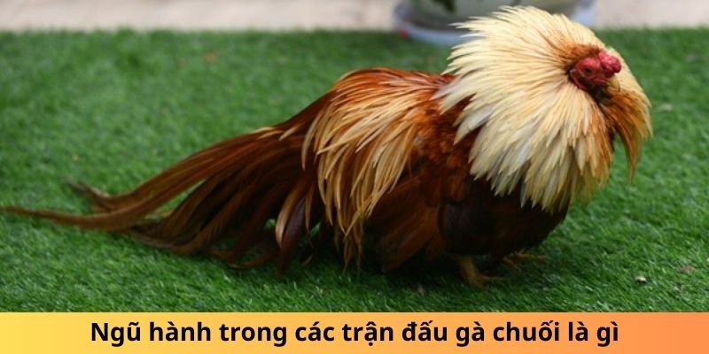 Gà Chuối Là Gì? Sự Thật Thú Vị Về Loài Gà Độc Đáo - hình ảnh - yrdinzvsg.top Gà Chuối Là Gì? Sự Thật Thú Vị Về Loài Gà Độc Đáo - hình ảnh - yrdinzvsg.top