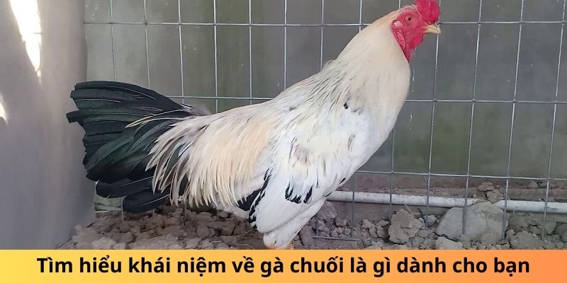 Đá Gà Hi88 - Hi88 - hình ảnh - yrdinzvsg.top Đá Gà Hi88 - Hi88 - hình ảnh - yrdinzvsg.top