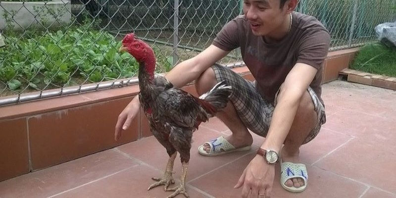 Gà Xám Là Gì? Thực Hư Câu Chuyện Chiến Kê Hùng Dũng - hình ảnh - yrdinzvsg.top Gà Xám Là Gì? Thực Hư Câu Chuyện Chiến Kê Hùng Dũng - hình ảnh - yrdinzvsg.top
