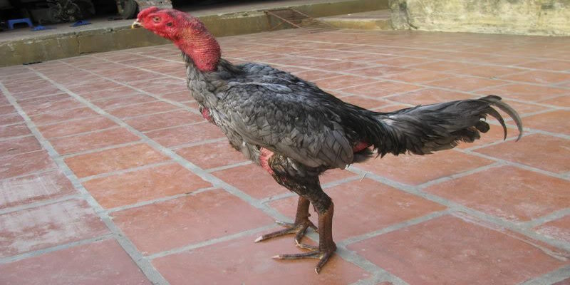 Gà Xám Là Gì? Thực Hư Câu Chuyện Chiến Kê Hùng Dũng - hình ảnh - yrdinzvsg.top Gà Xám Là Gì? Thực Hư Câu Chuyện Chiến Kê Hùng Dũng - hình ảnh - yrdinzvsg.top