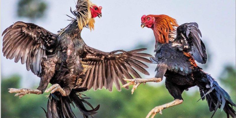 Vảy Gà Án Thiên Những Điều Cần Biết Dành Cho Kê Thủ - hình ảnh - yrdinzvsg.top Vảy Gà Án Thiên Những Điều Cần Biết Dành Cho Kê Thủ - hình ảnh - yrdinzvsg.top